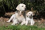 LABRADOR 1041